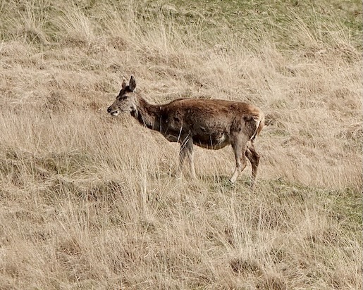 red deer